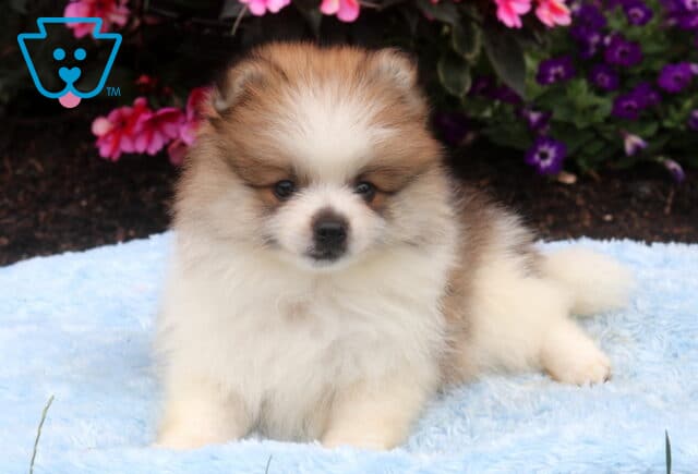 Fluffy cream and sable Pomeranian puppy lying on a soft blue blanket, with a plush coat, sweet round face, and gentle expression, surrounded by vibrant pink and purple flowers. image
