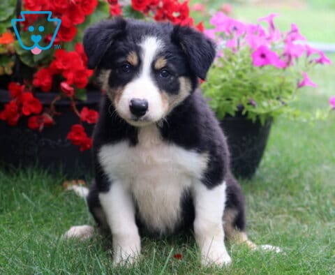 Adorable tricolor Border Collie puppy sitting on lush green grass, featuring a soft black, white, and tan coat with bright, attentive eyes, framed by vibrant red and pink flowers in a garden setting.