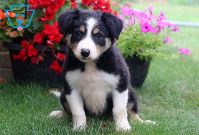 Adorable tricolor Border Collie puppy sitting on lush green grass, featuring a soft black, white, and tan coat with bright, attentive eyes, framed by vibrant red and pink flowers in a garden setting. image
