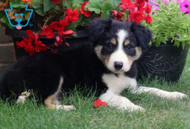 Beautiful tricolor Border Collie puppy lying on green grass, showcasing a fluffy black, white, and tan coat with a gentle expression, resting in front of colorful red and pink garden flowers. image