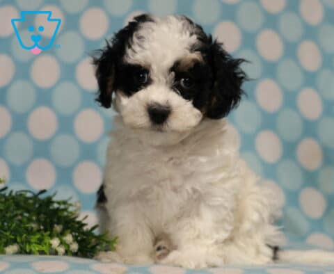 Havanese puppy with a fluffy white coat and black patches sitting attentively against a blue polka dot backdrop, showing bright eyes, soft curls, and an irresistibly sweet expression.
