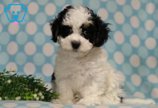 Havanese puppy with a fluffy white coat and black patches sitting attentively against a blue polka dot backdrop, showing bright eyes, soft curls, and an irresistibly sweet expression. image