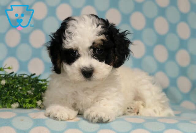 Havanese puppy with a soft white coat and black facial markings lying comfortably on a blue polka dot blanket, featuring fluffy curls, dark inquisitive eyes, and a calm, cuddly expression. image