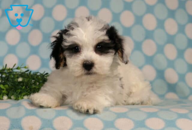 Havanese puppy with a fluffy white coat and soft black markings resting on a blue polka dot blanket, featuring a gentle gaze, curly fur, and an adorable relaxed pose beside green foliage. image
