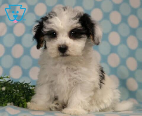 Havanese puppy with a fluffy white coat and black patches sitting upright on a blue polka dot blanket, showcasing soft curls, bright dark eyes, and a sweet, attentive expression with greenery nearby.