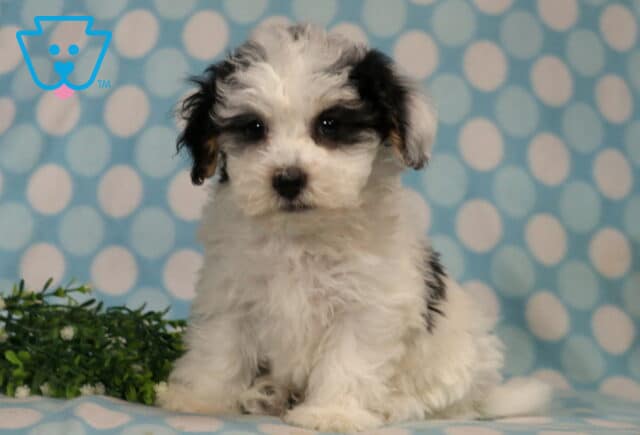 Havanese puppy with a fluffy white coat and black patches sitting upright on a blue polka dot blanket, showcasing soft curls, bright dark eyes, and a sweet, attentive expression with greenery nearby. image