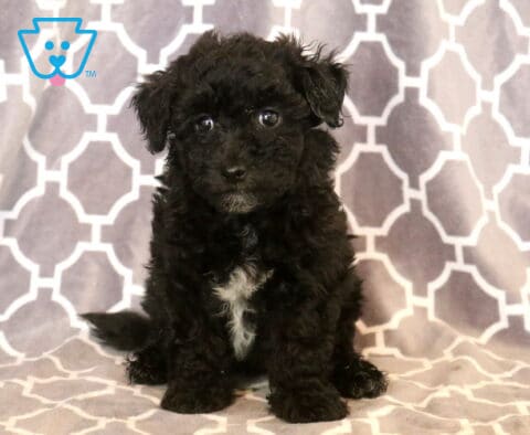 Tiny black Maltipoo puppy with a curly coat and a white chest patch sitting on a gray patterned blanket, gazing up with bright eyes and an irresistibly sweet expression.