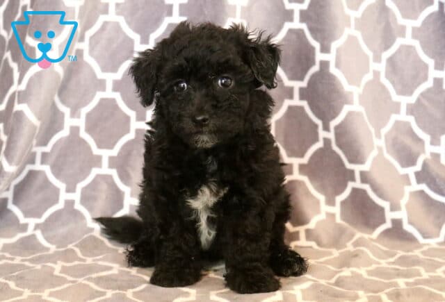 Tiny black Maltipoo puppy with a curly coat and a white chest patch sitting on a gray patterned blanket, gazing up with bright eyes and an irresistibly sweet expression. image