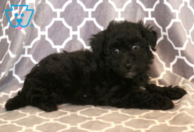 Fluffy black Maltipoo puppy with soft curls lying comfortably on a gray patterned blanket, looking curiously toward the camera with bright, expressive eyes. image