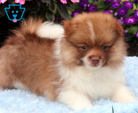 Fluffy chocolate and white Pomeranian puppy relaxing on a soft blue blanket, showing a plush coat, curled tail, and gentle expression with vibrant pink and purple flowers behind.