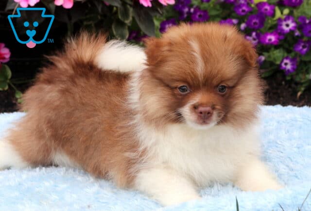 Fluffy chocolate and white Pomeranian puppy relaxing on a soft blue blanket, showing a plush coat, curled tail, and gentle expression with vibrant pink and purple flowers behind. image