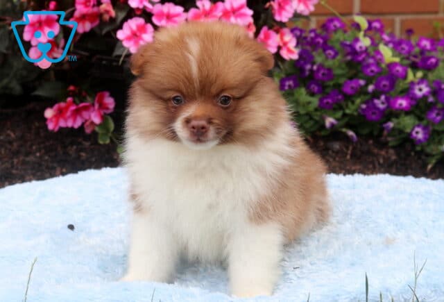 Fluffy chocolate and white Pomeranian puppy sitting proudly on a soft blue blanket, featuring a thick plush coat, sweet round eyes, and a rich brown face with colorful pink and purple flowers in the background. image
