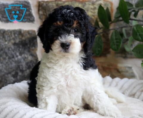 Mini Bernedoodle