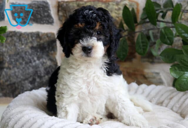 Mini Bernedoodle image