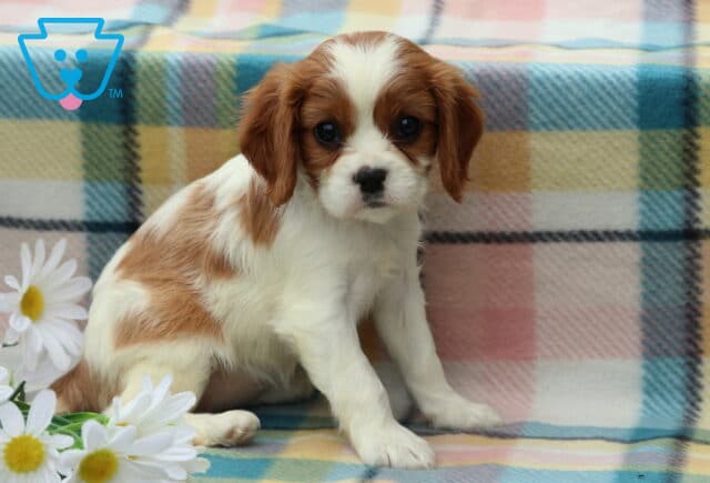 Minnie Cavalier image
