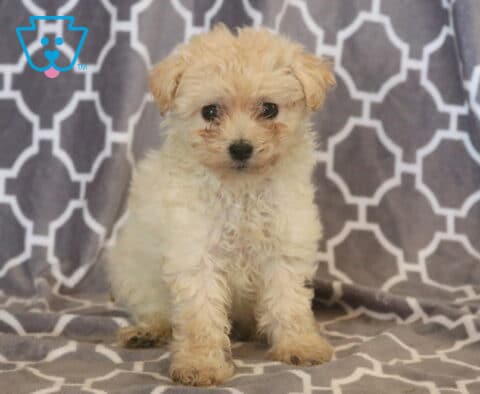 Charming cream-colored Maltipoo puppy with a soft, curly coat sitting on a gray patterned blanket, looking sweetly toward the camera with bright eyes and an innocent expression.