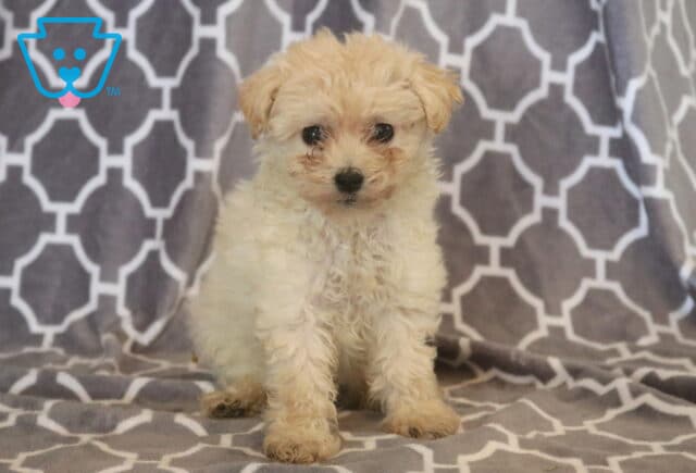 Charming cream-colored Maltipoo puppy with a soft, curly coat sitting on a gray patterned blanket, looking sweetly toward the camera with bright eyes and an innocent expression. image