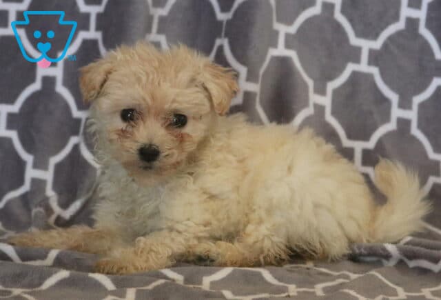 Fluffy cream Maltipoo puppy with a soft, curly coat resting on a gray patterned blanket, looking curiously toward the camera with gentle dark eyes and a relaxed pose. image