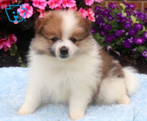 Fluffy sable and white Pomeranian puppy sitting on a soft blue blanket, featuring a thick plush coat, white blaze on its face, dark expressive eyes, and a fluffy tail, with vibrant pink and purple flowers in the background.