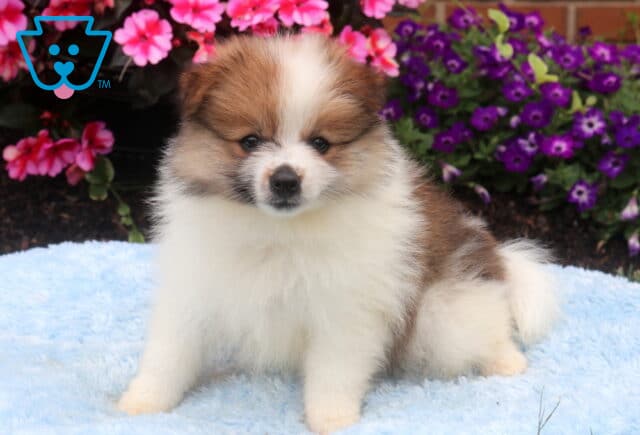 Fluffy sable and white Pomeranian puppy sitting on a soft blue blanket, featuring a thick plush coat, white blaze on its face, dark expressive eyes, and a fluffy tail, with vibrant pink and purple flowers in the background. image