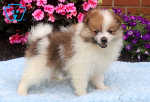 Sable and white Pomeranian puppy standing on a soft blue blanket, showing off a fluffy coat, curled tail, and happy expression with its mouth slightly open, framed by colorful pink and purple flowers in the background. image