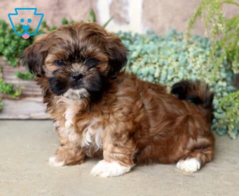 Miranda Shih Tzu