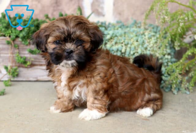 Miranda Shih Tzu image