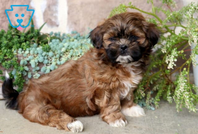 Miranda Shih Tzu2 image