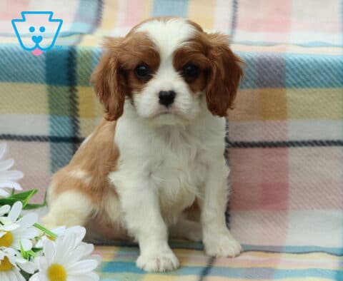 Mischief Cavalier