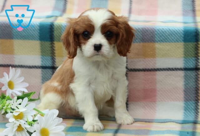 Mischief Cavalier image