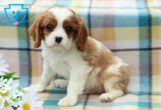 Mischief Cavalier2 image
