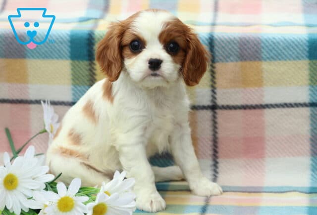 Misty Cavalier image