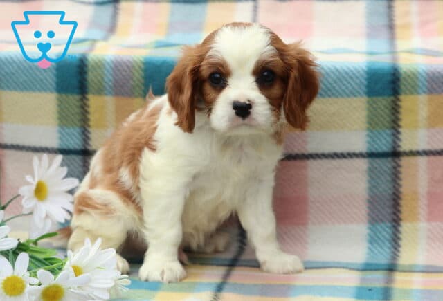 Mocha Cavalier image