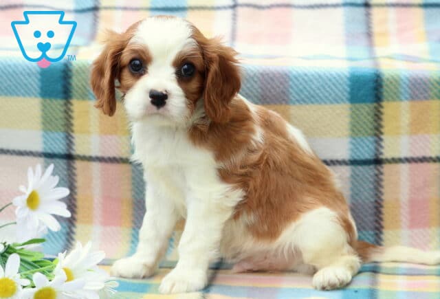 Mocha Cavalier2 image