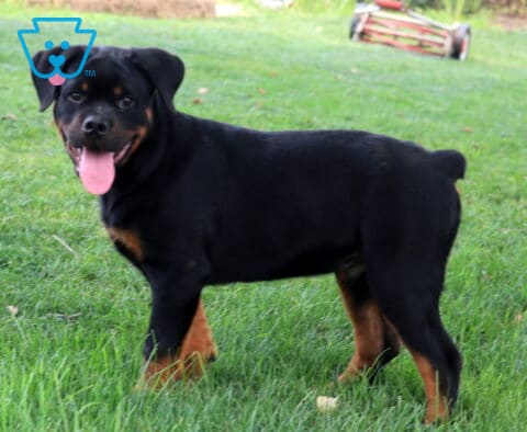 Monty Rottie Retake