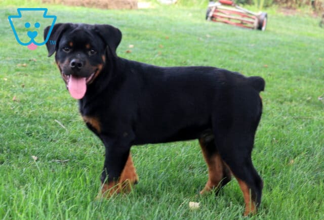 Monty Rottie Retake image