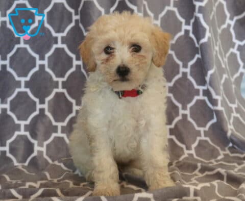Sweet cream-and-white Maltipoo puppy with soft, curly fur and a red collar sitting on a gray patterned blanket, looking gently toward the camera with soulful brown eyes.