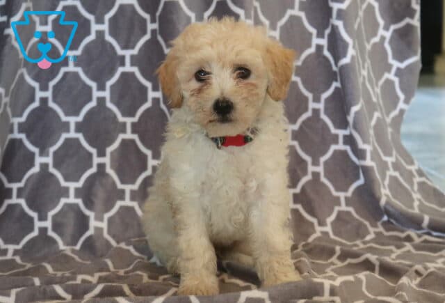 Sweet cream-and-white Maltipoo puppy with soft, curly fur and a red collar sitting on a gray patterned blanket, looking gently toward the camera with soulful brown eyes. image