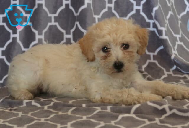 Adorable cream-colored Maltipoo puppy with soft, fluffy curls lying comfortably on a gray patterned blanket, gazing at the camera with gentle dark eyes and a calm, affectionate expression. image