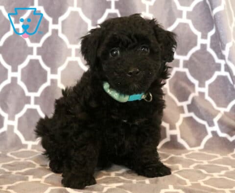 Adorable black Maltipoo puppy with a curly coat and teal collar sitting on a gray patterned blanket, gazing sweetly at the camera with bright, inquisitive eyes.