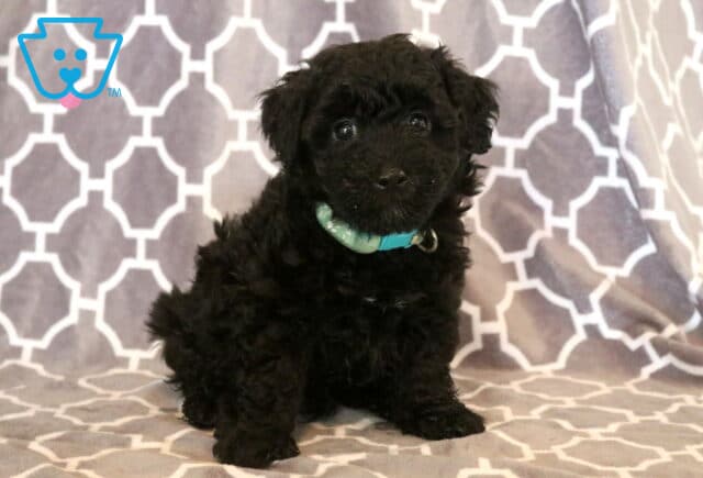 Adorable black Maltipoo puppy with a curly coat and teal collar sitting on a gray patterned blanket, gazing sweetly at the camera with bright, inquisitive eyes. image