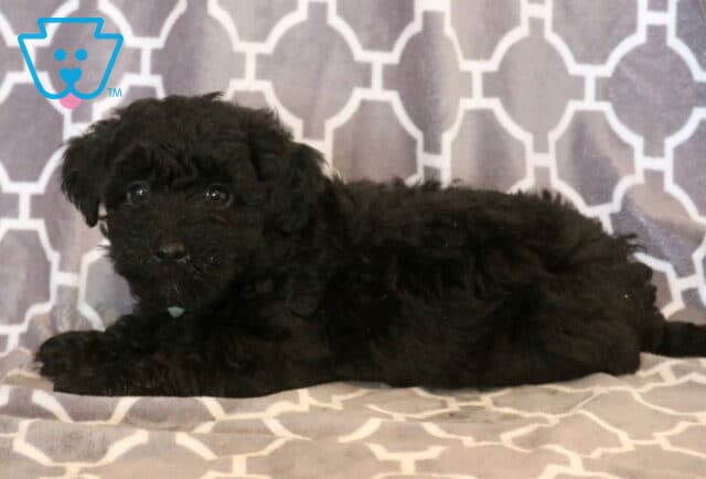 Fluffy black Maltipoo puppy relaxing on a soft gray patterned blanket, showing off its wavy coat and bright, expressive eyes while looking calmly toward the camera. image