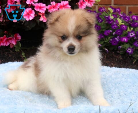 Fluffy cream and sable Pomeranian puppy sitting on a soft blue blanket, featuring a thick fluffy coat, sweet dark eyes, and a gentle expression with vibrant pink and purple flowers in the background.
