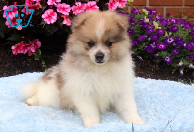 Fluffy cream and sable Pomeranian puppy sitting on a soft blue blanket, featuring a thick fluffy coat, sweet dark eyes, and a gentle expression with vibrant pink and purple flowers in the background. image