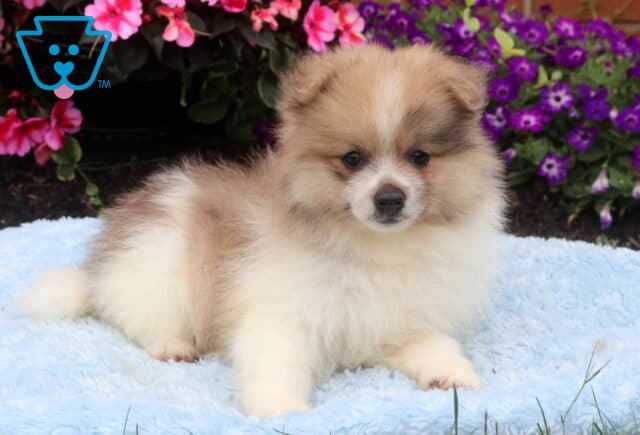 Fluffy cream and sable Pomeranian puppy lounging on a soft blue blanket, showing a plush double coat, expressive dark eyes, and a relaxed pose with colorful pink and purple flowers in the background. image