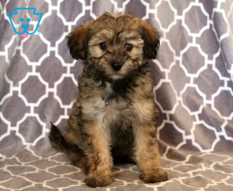 Fluffy sable Maltipoo puppy with a soft tan-and-black coat sitting on a gray patterned blanket, looking straight at the camera with sweet eyes and a calm, curious expression.