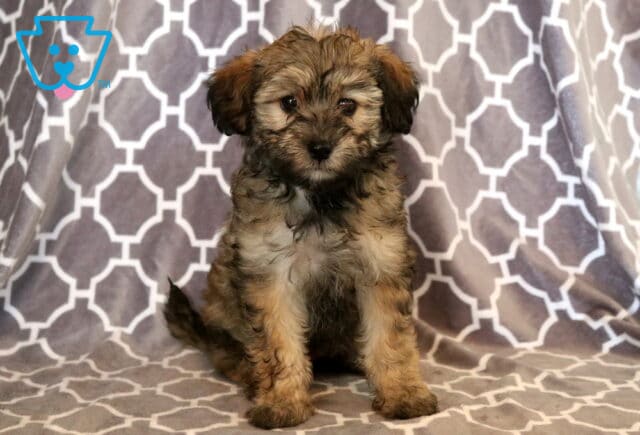 Fluffy sable Maltipoo puppy with a soft tan-and-black coat sitting on a gray patterned blanket, looking straight at the camera with sweet eyes and a calm, curious expression. image