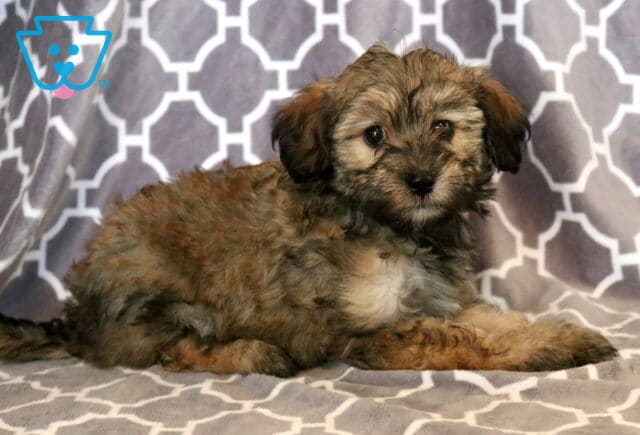 Precious sable Maltipoo puppy with a fluffy tan, gray, and black coat relaxing on a gray patterned blanket, showing a gentle expression and soft, expressive eyes while facing the camera. image
