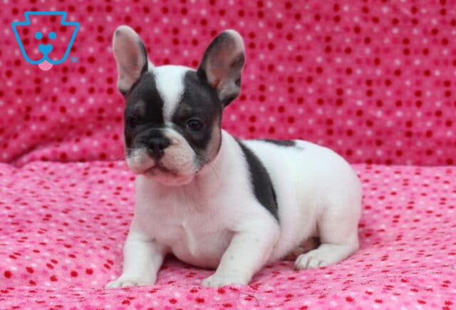 White and blue French Bulldog puppy relaxing on a bright pink polka-dot blanket, featuring a bold blue facial mask, matching body patches, upright ears, and a calm, watchful expression. image