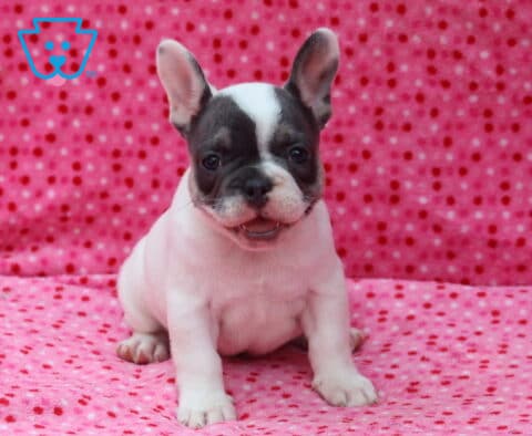 White and blue French Bulldog puppy sitting on a bright pink polka-dot blanket, showing a playful smile, a blue facial mask with a white blaze, and tall perky ears.